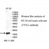 CYTL1 Antibody