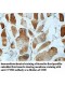 CYTH4 Antibody