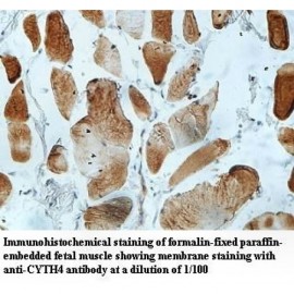 CYTH4 Antibody