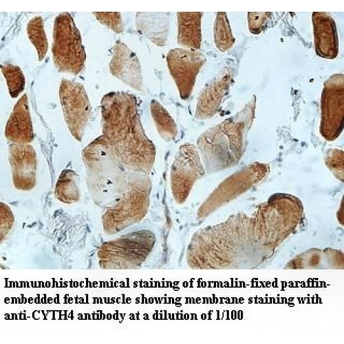 CYTH4 Antibody