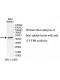 CYTH4 Antibody