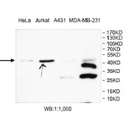 CYR61 Antibody