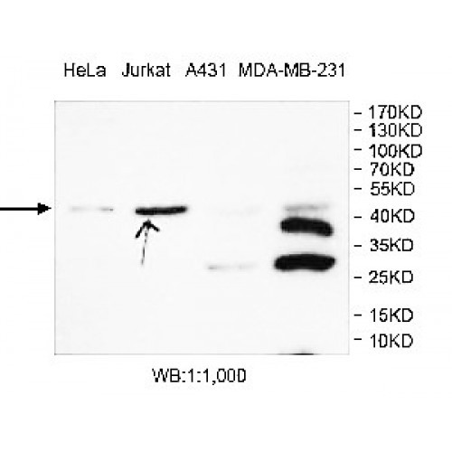 CYR61 Antibody