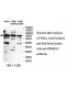 RPS6KA5 Antibody