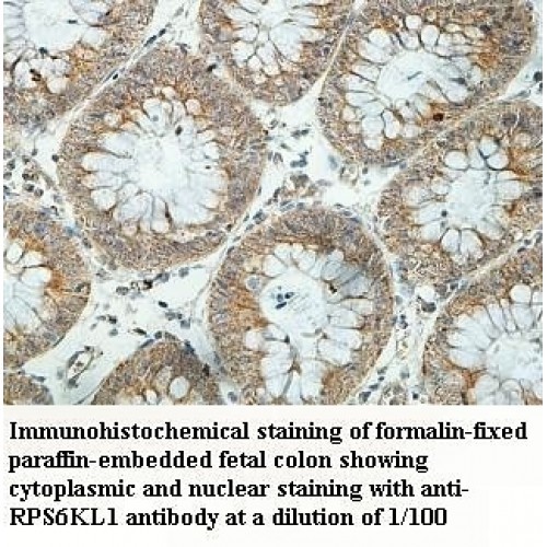 RPS6KL1 Antibody