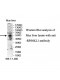 RPS6KL1 Antibody