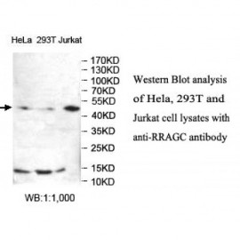 RRAGC Antibody
