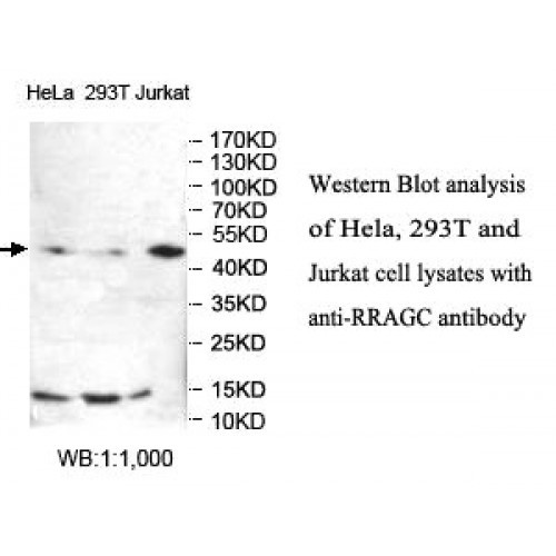 RRAGC Antibody
