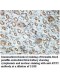 RTP2 Antibody