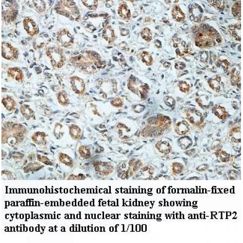 RTP2 Antibody
