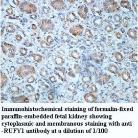 RUFY1 Antibody