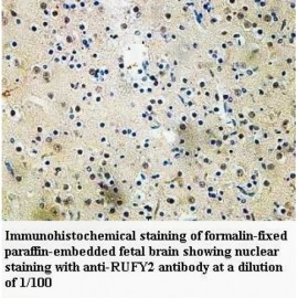 RUFY2 Antibody