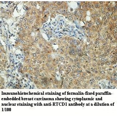 RTCD1 Antibody