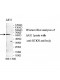 RTKN Antibody