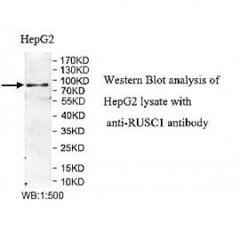 RUSC1 Antibody