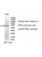 RUVBL1 Antibody