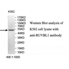 RUVBL1 Antibody