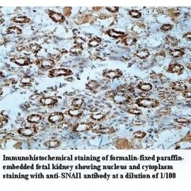 SNAI1 Antibody