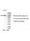 AMPD2 Antibody