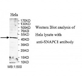 SNAPC1 Antibody