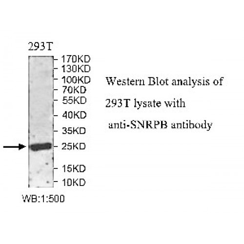 SNRPB Antibody