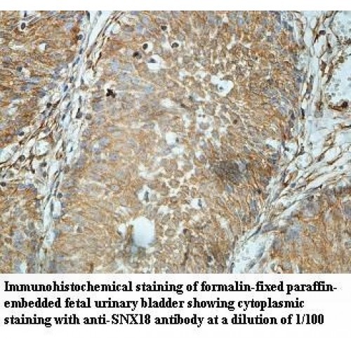SNX18 Antibody