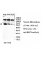 SNX18 Antibody
