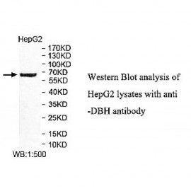 DBH Antibody