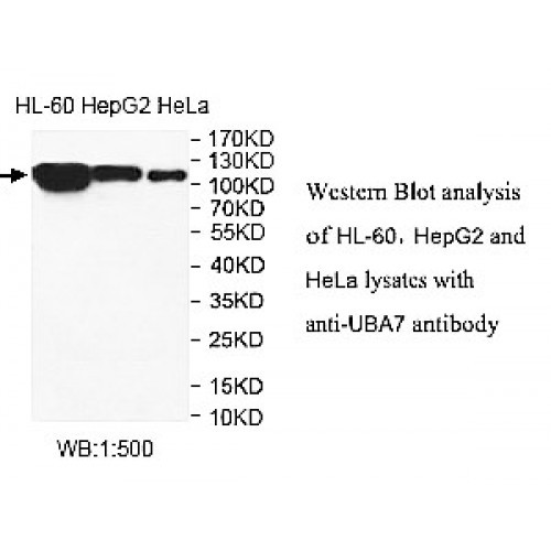 UBA7 Antibody
