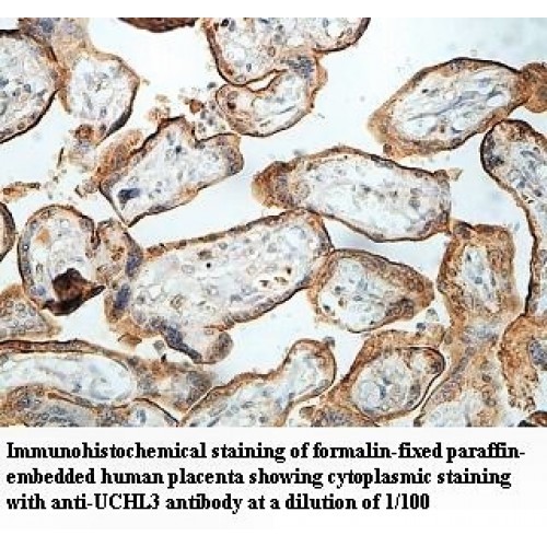 UCHL3 Antibody