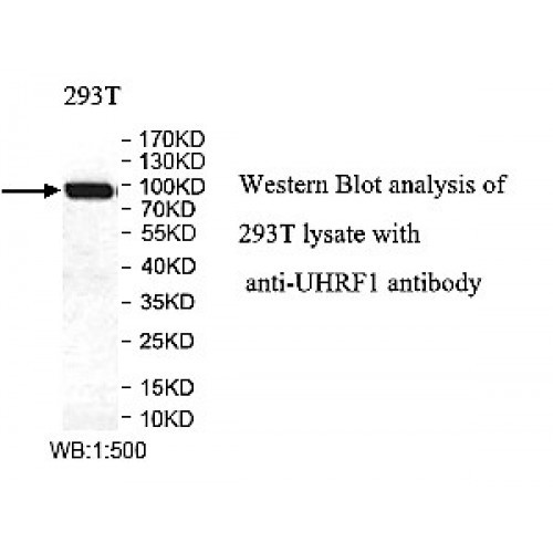 UHRF1 Antibody