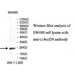C15orf32 Antibody
