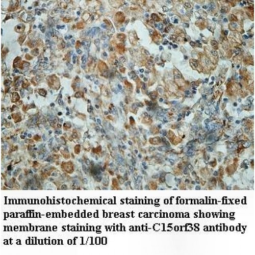 C15orf38 Antibody