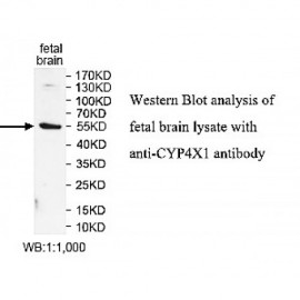 CYP4X1 Antibody