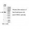 CYP4X1 Antibody