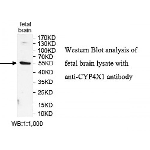 CYP4X1 Antibody