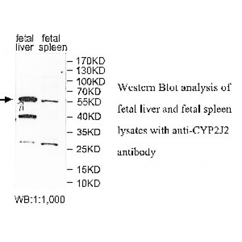 CYP2J2 Antibody