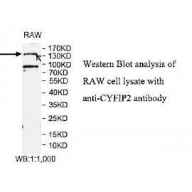 CYFIP2 Antibody