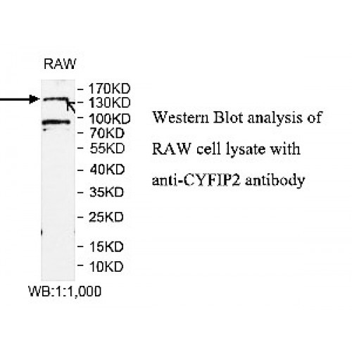 CYFIP2 Antibody