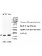 CXorf40B Antibody
