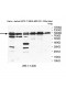CXorf22 Antibody