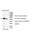 UQCRC2 Antibody