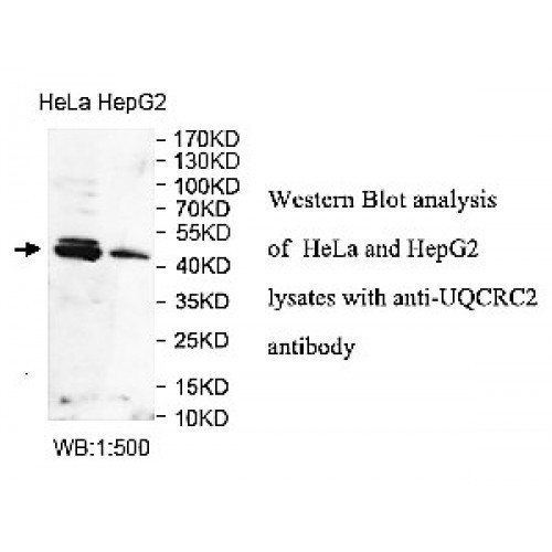 UQCRC2 Antibody