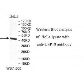 USP18 Antibody