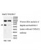 TADA2L Antibody