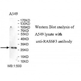 RASSF3 Antibody