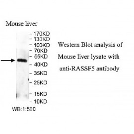 RASSF5 Antibody