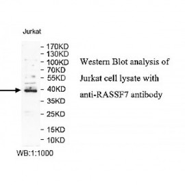 RASSF7 Antibody