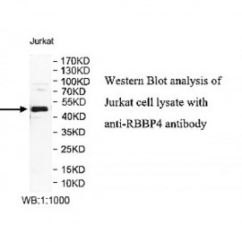 RBBP4 Antibody