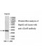 C14orf5 Antibody